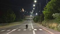 Medvěd se promenádoval městem na Slovensku. Policie varuje obyvatele