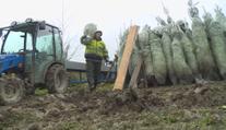 Lesníci kácí vánoční stromky už teď. Rostou na speciálních plantážích