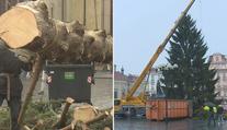Strom ze Staromáku zmizel. Půjde na dobročinné účely, část snědí zvířata