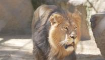 Nováček ve výběhu. V ostravské zoo se zabydluje samec lva z Polska