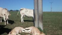 Farmářku čekal šok! Elektrický výboj jí před očima zabil tři telata