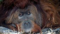 Ústecká zoo v slzách. Zemřel orangutan Ferda, nejstarší samec v Evropě