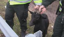 Zvířata ze zoo její ředitel zabil. Maso pak servíroval na vánočním večírku