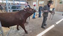Aukce plemenných býků přilákala farmáře. Ceny jdou do statisíců