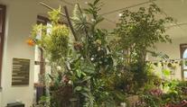 Českobudějovická výstava exotických rostlin: Lákadlem jsou orchideje a masožravky