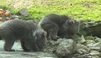 Zoo v Hluboké opouští vzácní medvědí sourozenci. Přesouvají se na druhý konec světa