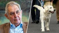 Zemřel prezidentský pes Darcy. Žena proplakala několik dnů, svěřil se Zeman