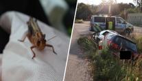 Na řidiče za jízdy zaútočila sarančata. Vystrašený strhl volant a havaroval