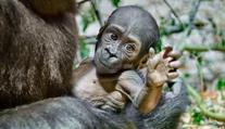 Gorilátko z pražské zoo je samička. Slavná vědkyně jí dala krásné jméno