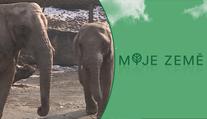 Zoo hrozily, že budou muset utrácet zvířata! Pomůže jim finanční podpora