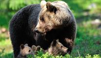 Výskyt medvěda potvrzen. U Zlína našli jeho stopy, šelma může mít až 200 kg