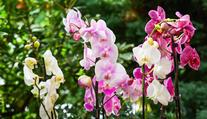 V pražské botanické zahradě začne výstava orchidejí s názvem Cesty objevitelů