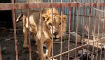 Zbyli jen lev a medvěd! Mosulská zoo se ocitla ve válečné zóně