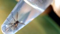 První případ nákazy virem zika v Evropě! Onemocněli hned dva lidé
