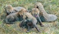V pražské zoo se narodilo pět gepardích mláďat. Jsou v kritickém období