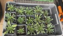Z přírody v Česku mizí vzácná rostlina. Botanická zahrada bojuje o její záchranu