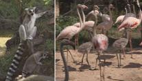 Revoluce ve zlínské zoo: Lemuři a plameňáci žijí v jediném výběhu!