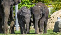 Slůňata v pražské zoo si užívají jarní slunce ve výběhu! GALERIE