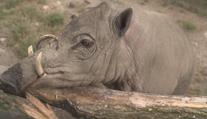 V zoo Jihlava mají nejen nejvyšší suchý tobogán u nás, chovají tam i prasojeleny