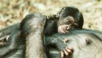 Obrovská radost v ostravské ZOO! Na svět přišel malý šimpanz