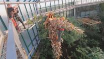 Liberecká botanická zahrada pokácela obří palmu, ohrožovala střechu pavilonu