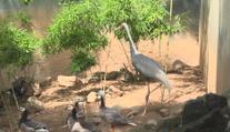 Zoo hledá uprchlého jeřába. Lidé ho mohou poznat podle červené hlavy