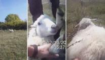VIDEO: Strážníci na Stránské skále vysvobodili jehně ze sevření trnů