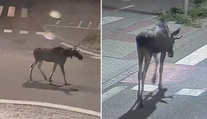 Los Emil se znovu ukázal. Procházel se po Břeclavi, pak přeběhl do Rakouska