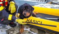 Hasiči z řeky zachránili promrzlého psa. Na veterině ho záhy utratili