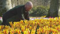 V Nizozemsku začala sezóna tulipánů. V zahradě Evropy jich vykvetou miliony