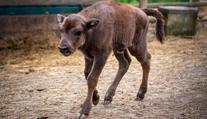 Podvodníci zneužili zubří mládě v zoo. Falešná výhra vás může vyjít draho