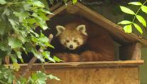 V jihlavské zoo se narodila mláďata vzácných pand červených. Jejich otec je známý útěkář
