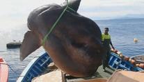 Rybáři vytáhli tajemného obra z hlubin moře. Vážil přes tunu