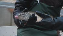 Rybáři bojují se suchem a bojí se horka. Následky budou fatální, tvrdí
