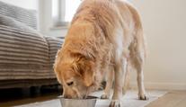 Veterináři varují před krmením pro mazlíčky. Ve zvěřině našli olovo