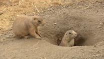Notoričtí útěkáři mají nový domov! Zoo přichystala psounům překvapení