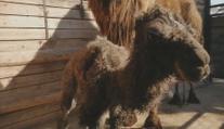 Zvířata si užívají klid od lidí. Zoo přivítala další mládě