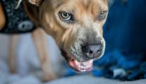 Tragédie na jihu Itálie. Po útoku dvou pitbulů zemřel malý chlapeček