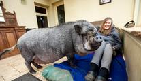 Při koupi pozor: Z miniprasátka vyrostl chlupatý, 130kilový kanec!