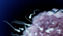 Covid může u mužů způsobit neplodnost, ukazuje izraleská studie