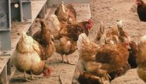 Vybíjení slepic pokračuje. V Častoticích musí veterináři utratit 45 tisíc ptáků