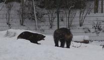 ROZTOMILÉ VIDEO: Rosomáci z brněnské zoo si užívají první sníh