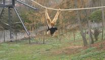 Giboni v ústecké zoo si zvykají na nový výběh. Některým to trvá měsíce
