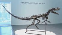 Vědci zjistili, proč měl t-rex malé přední končetiny. Důvod všechny překvapil