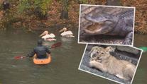 Zoologické zahrady se připravují na zimu, odchyt plameňáků začal