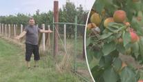 Sadaři přichází o úrodu za desítky milionů korun. Můžou za to lidé