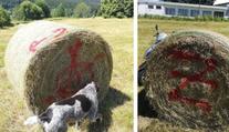 Krávy nebudou mít co žrát. Stohy slámy někdo počmáral graffiti