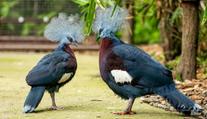 Ostravská zoo odchovala vzácné mládě. Podařilo se to úplně poprvé