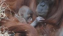 Pražská zoo má mimořádně cenný přírůstek: Narodilo se tam mládě orangutana