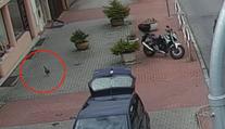 Policisté hledali v Praze vzácného kohouta. Rozuzlení všechny překvapilo